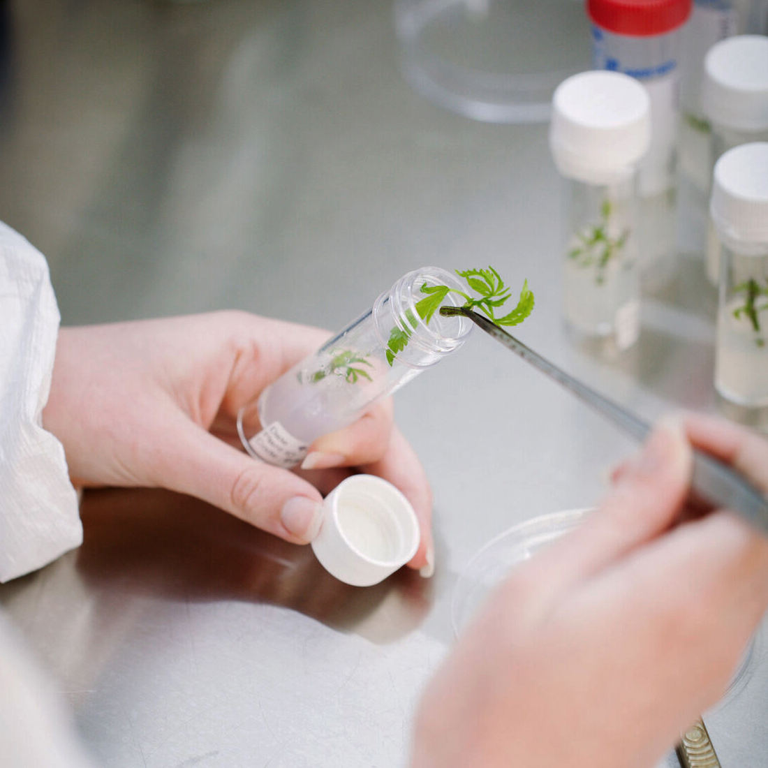 Apollo-Green-Tissue-Culture