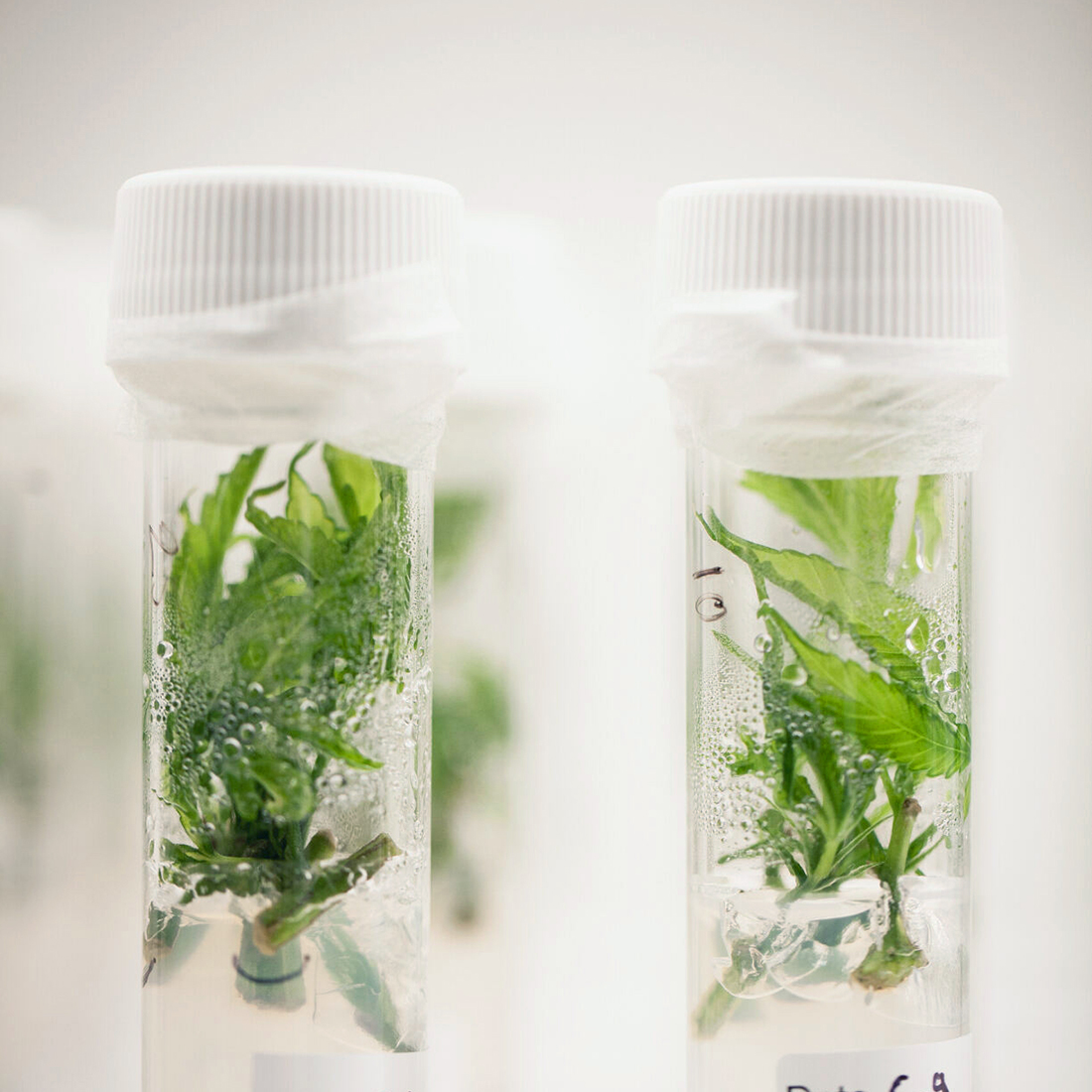 Apollo-Green-Tissue-Culture
