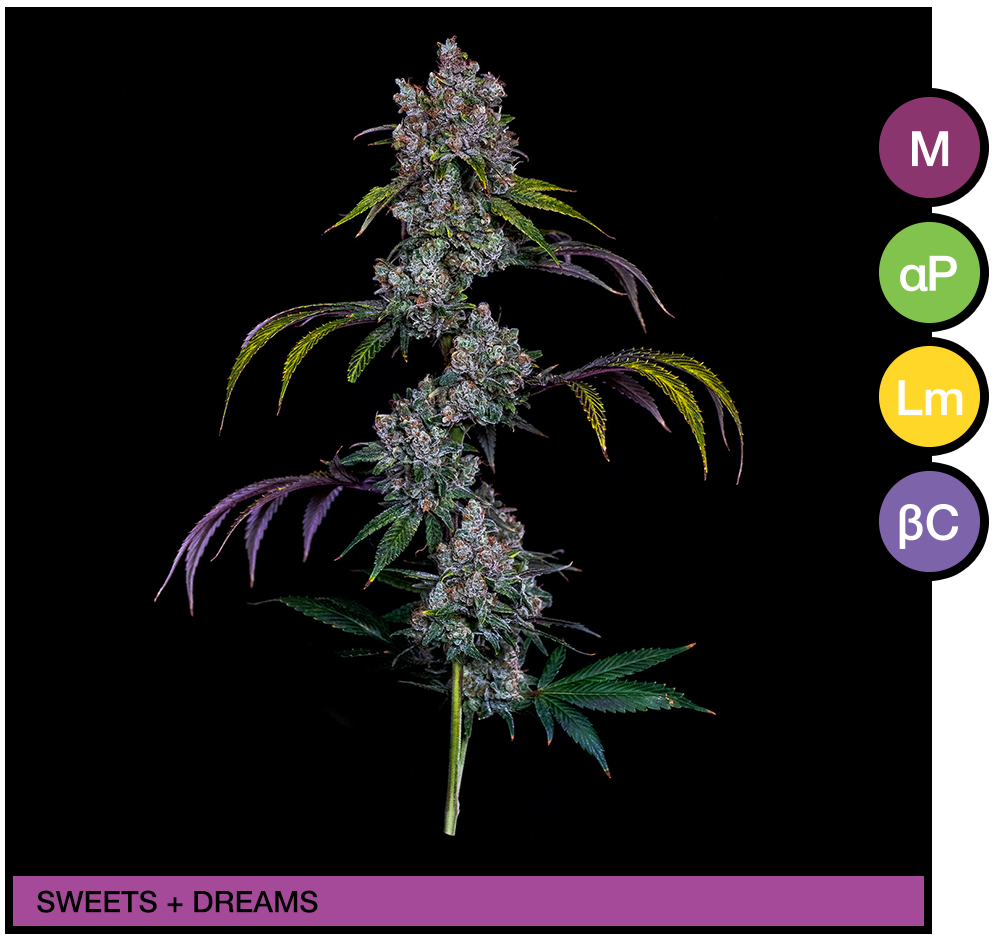 Image-3-apollo-green-SPR