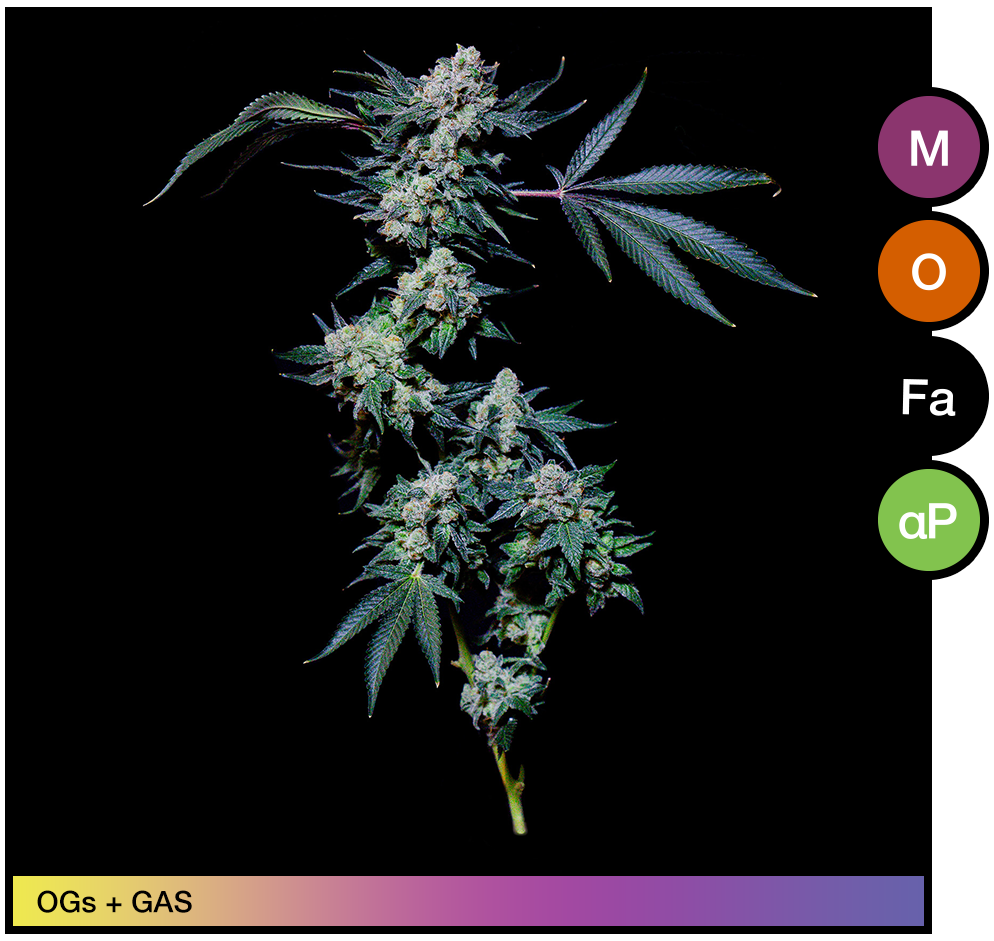 Image-2-apollo-green-papaya-bomb