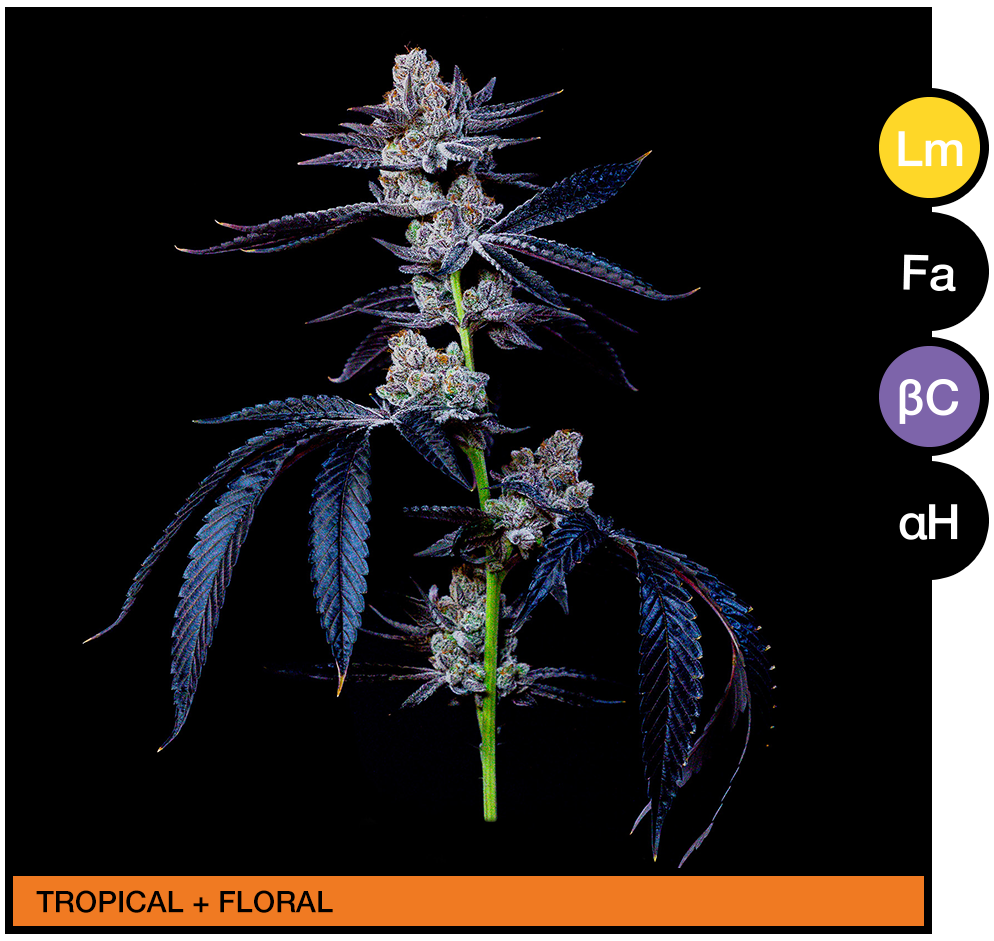 apollo-green-blueberry-chem